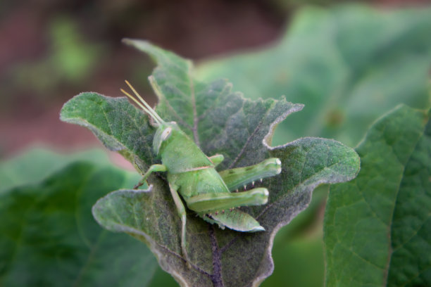 蝗虫图片下载