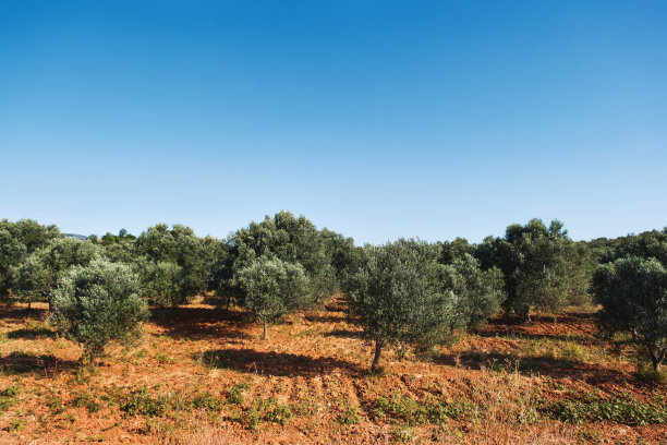 橄榄农场的景观。图片下载