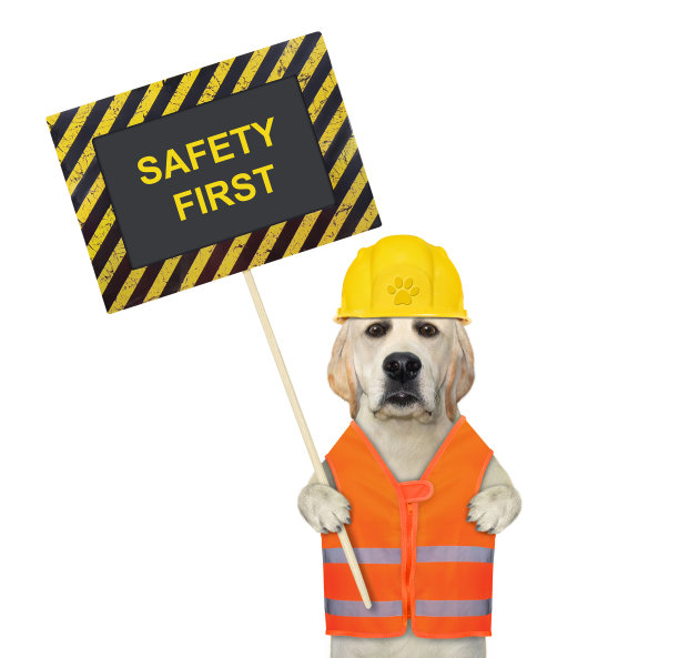 拉布拉多犬手持海报，安全第一图片下载