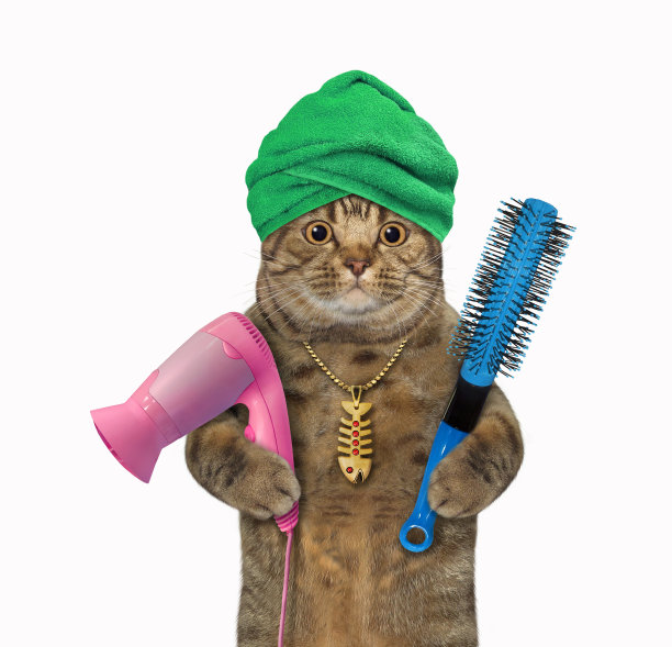 猫洗澡后拿着吹风机图片下载