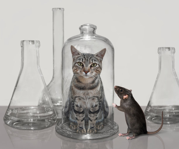 老鼠盯着玻璃瓶里的灰猫图片下载