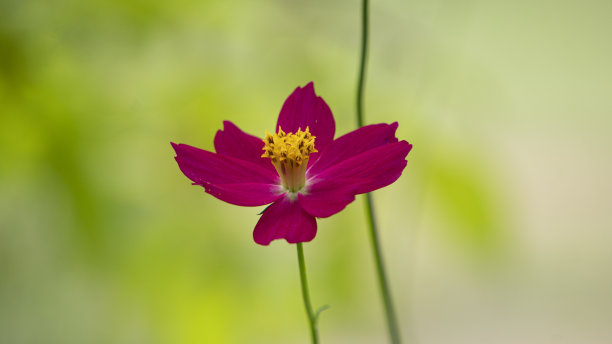 红色的宇宙花和一束黄色的雄蕊在图片的中心。图片下载