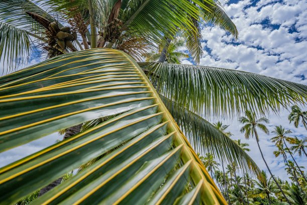 棕榈树图片下载