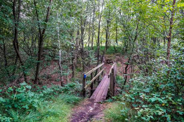 森林里一条小河上的一座桥。图片下载