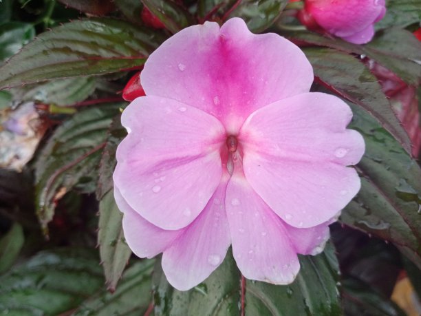 粉红色的花图片下载