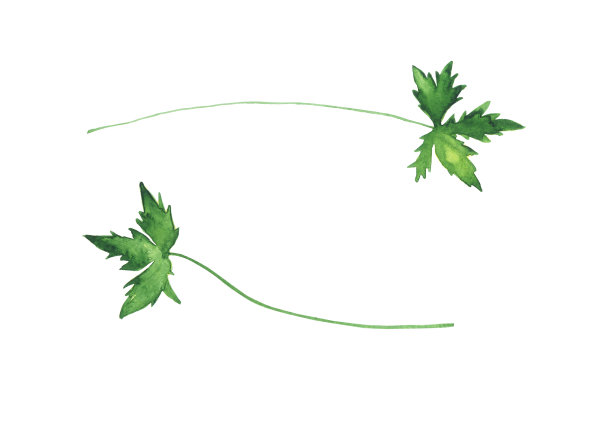 水彩草孤立在白色背景。手绘草药设计。完美的卡片，打印，海报。图片下载