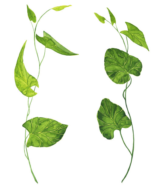两枝牵牛花的叶子孤立在白色的背景。水彩手绘插图。完美的印刷和设计。图片下载