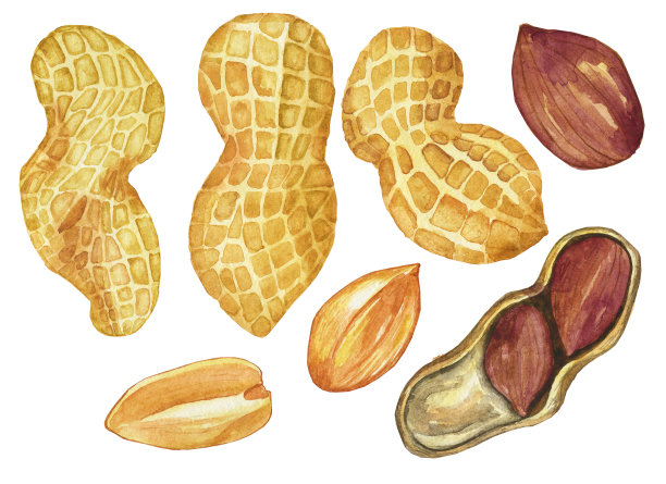 大套黄色未剥皮和剥皮花生分离在白色背景。水彩手绘插图。完美的螺母打印，卡片，设计菜单。剪辑艺术。图片下载
