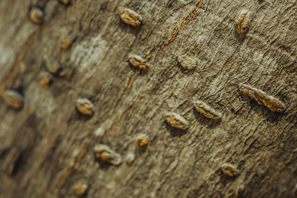 落叶树木。硬木疙瘩在基部最外层树树皮组织在表面茎上生长。美丽自然。纹理浅棕灰色抽象设计背景。更多的股票图片下载