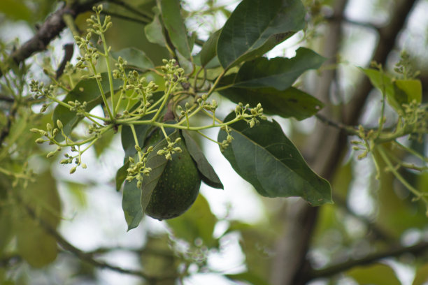 果园里长着牛油果的树。图片下载