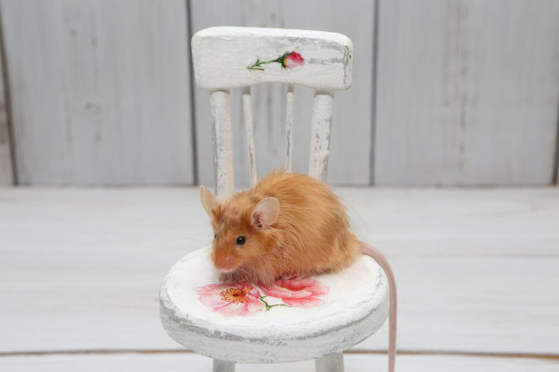 长毛红缎装饰小老鼠。家养动物，有趣的宠物。可爱的老鼠。白色背景上的红老鼠。花式缎子鼠崽子。鼠标在白色椅子上的微距照片。可爱的宠物，安哥拉鼠图片下载