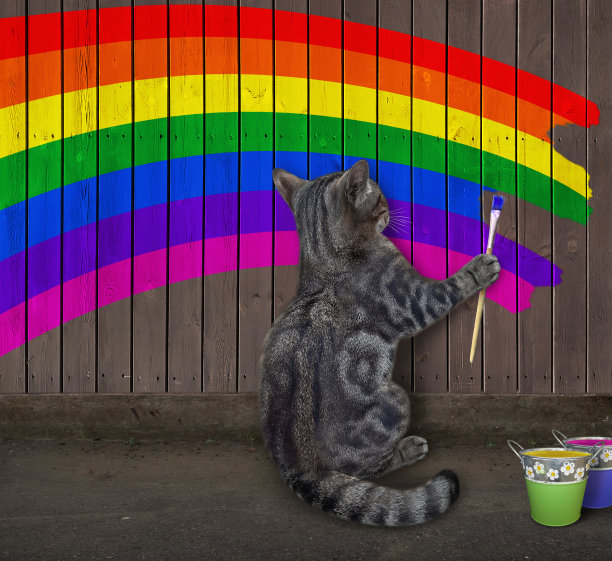 猫灰色在篱笆上画彩虹图片下载