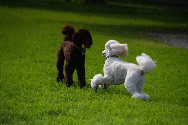 好玩的贵宾犬图片下载