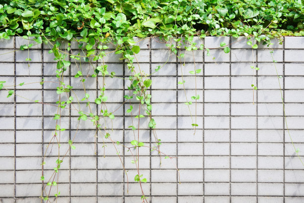 白色块与常春藤悬挂背景纹理图片下载