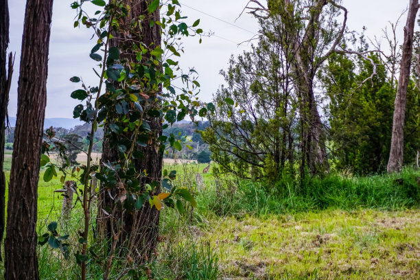 澳大利亚美丽的风景。图片下载