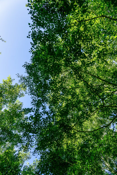 德国夏天美丽的树梢。图片下载