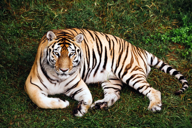 夏日里，一只东北虎躺在草地上。图片下载