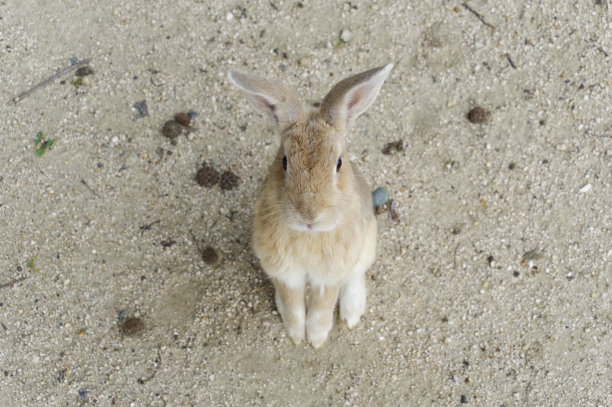 兔子图片下载