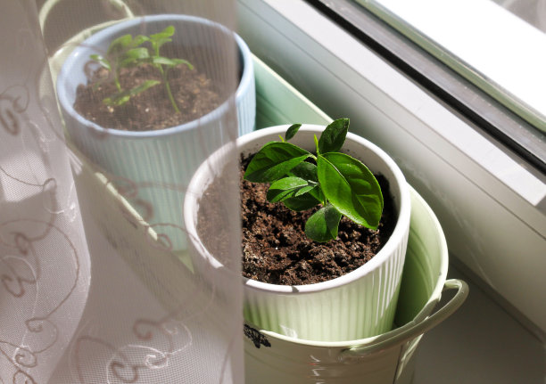 在阳光下，将柠檬种在窗帘后面的窗台上图片下载