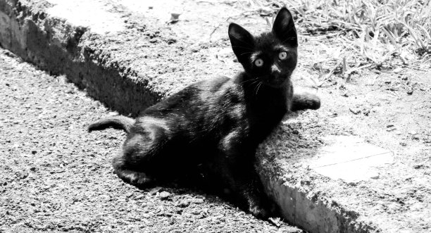 流浪猫历险记图片下载