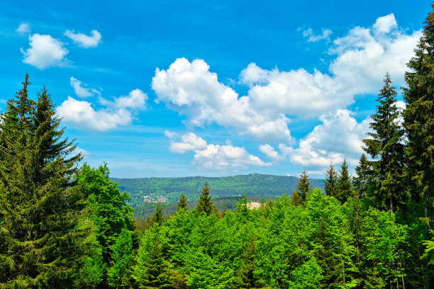 绿色的树梢映衬着蓝天。图片下载