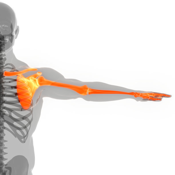 人体骨骼系统上肢骨关节解剖学图片下载