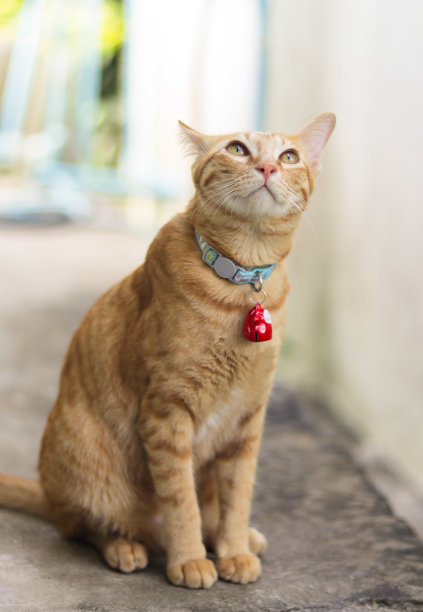 一只橙色的猫戴着项圈，挂着一个红色的铃铛。图片下载