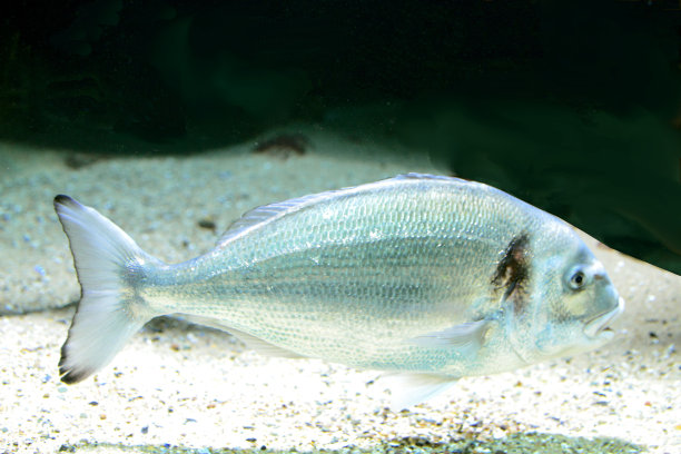 看起来悲伤的异国灰色闪亮的鱼图片下载