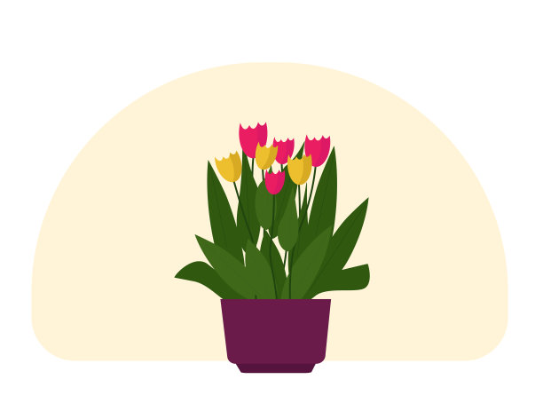 花盆里的家庭植物。绿色的叶子和鲜艳的花朵图片下载