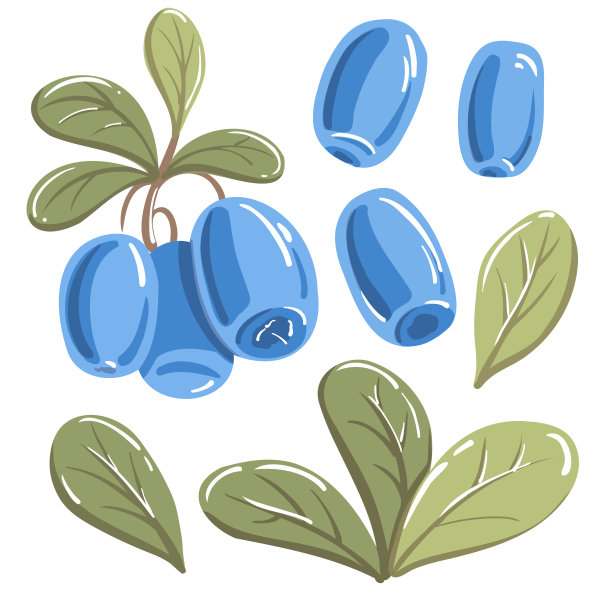 蓝莓。北方蓝色浆果和绿色叶子。图片下载