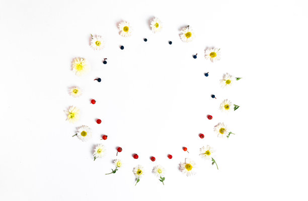 圆形框架新鲜的黄色菊花，红色的花楸浆果和蓝色的野生葡萄孤立在白色的背景。图片下载