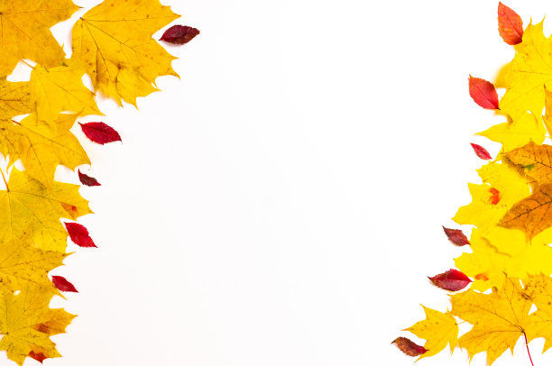秋天的框架从黄色的枫叶和小的红色的野生装饰葡萄叶子孤立在白色的背景。图片下载