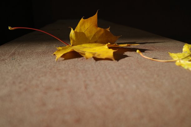 落在阳光下的橙黄色的树叶落在石栏杆上。秋天的场景图片下载