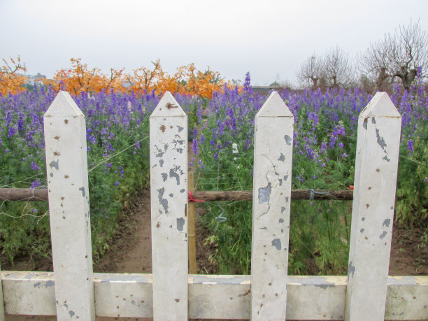 薰衣草花园外的白色栅栏图片下载