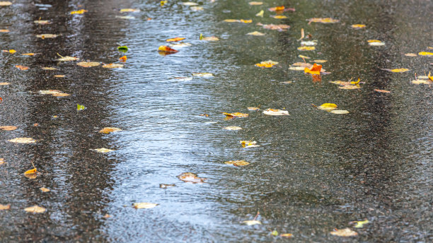 枯黄的秋叶落在潮湿的沥青路面上图片下载