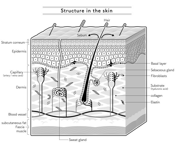 展示皮肤内部结构的插图。英语notation.monotone。图片下载