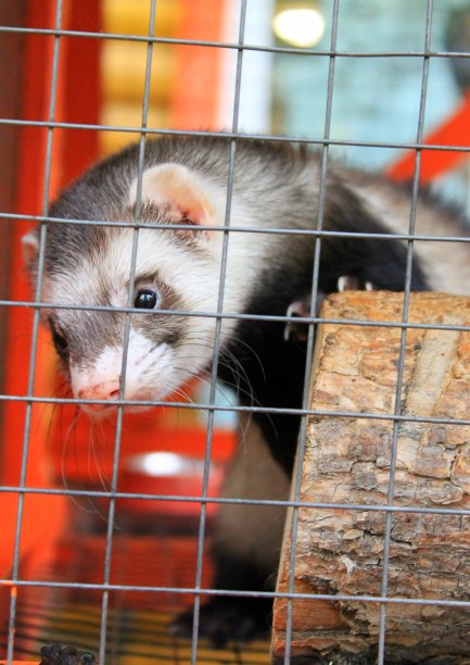 动物园图片下载