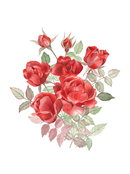 一束经典的红玫瑰，花蕾和花瓣。水彩插图白色孤立的背景。图片下载