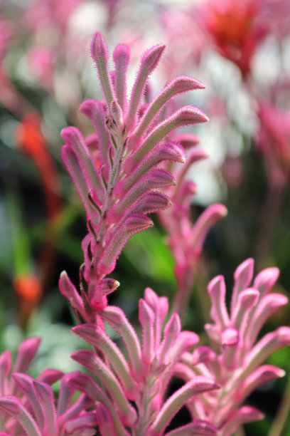 粉红色袋鼠爪植物的垂直照片图片下载