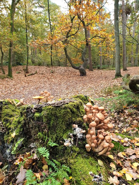 秋天森林地面上长着阳具状的蘑菇，树上长满苔藓图片下载