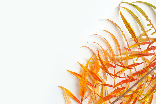 秋天的主题。图片下载