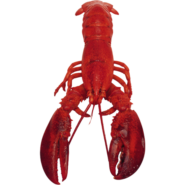 美味的大龙虾图片下载