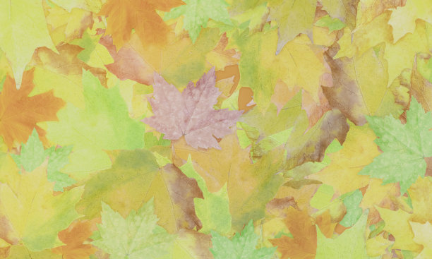 秋叶在明亮的秋叶颜色图片下载