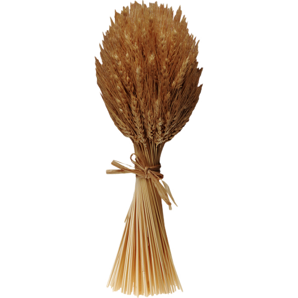 一把麦穗图片下载