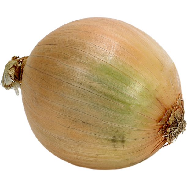 一个洋葱图片下载