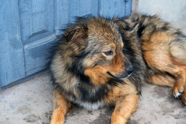 雨中的看门狗。毛茸茸的可爱的狗图片下载