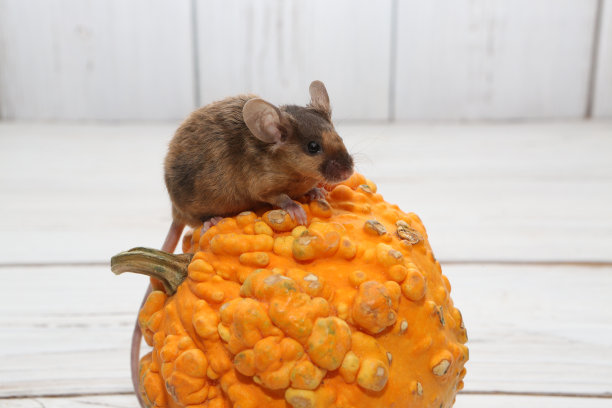 装饰缎子小老鼠，颜色紫貂，雷克斯。家养动物，有趣的宠物。可爱的老鼠。白色背景下的棕色老鼠。装饰缎子鼠崽子。微距照片的老鼠与红玉米。可爱的宠物吃图片下载