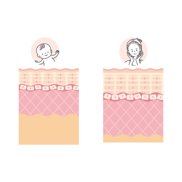 婴儿和成人皮肤描述皮肤层皮肤图片下载