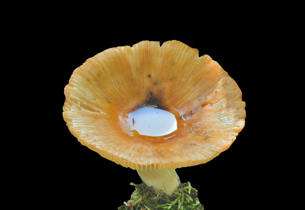 食用蘑菇图片下载