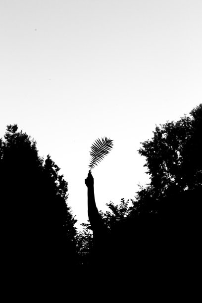 手与枝一株植物，黑白美学，美模糊柔聚焦图片下载